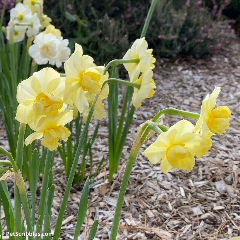 Weatherproof Daffodils 7 varieties for your garden Garden Sanity by