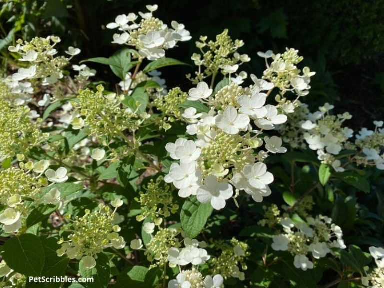 Black Spots on Hydrangeas Goodbye for Good! Garden Sanity by Pet
