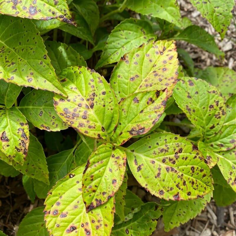 Hydrangea Yellow Leaves Brown Spots Cure & Care Tips