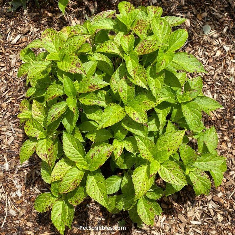 Black Spots on Hydrangeas Goodbye for Good! Garden Sanity by Pet