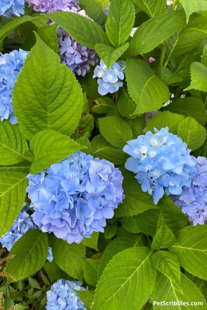Black Spots on Hydrangeas Goodbye for Good! Garden Sanity by Pet