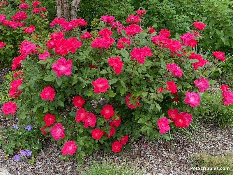 Black Spot on Knockout Roses How To Treat Garden Sanity by Pet Scribbles