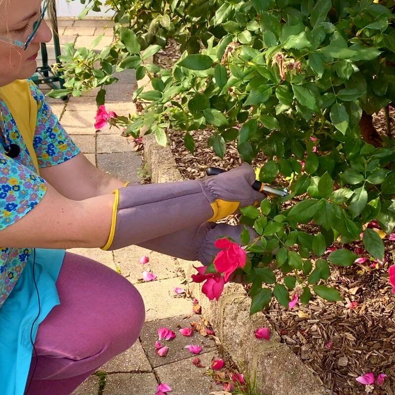 Knockout Roses Fall Care Garden Sanity by Pet Scribbles