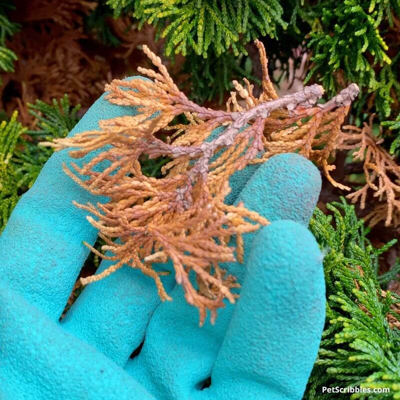 Evergreens turning brown inside? Garden Sanity by Pet Scribbles