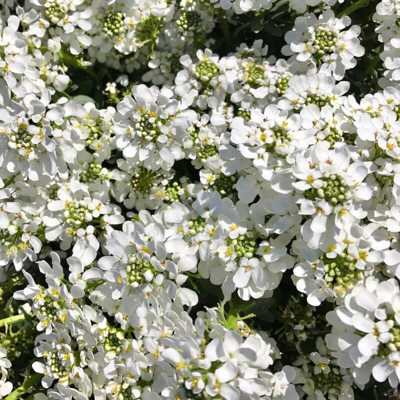 Candytuft Your Ultimate Guide Garden Sanity by Pet Scribbles