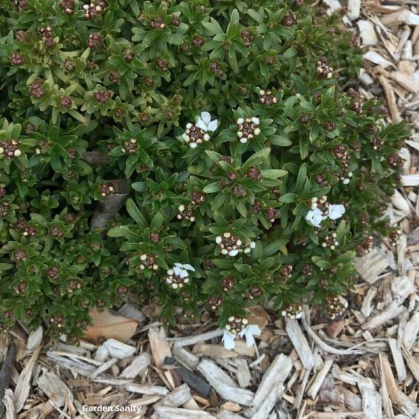 Candytuft Your Ultimate Guide Garden Sanity by Pet Scribbles