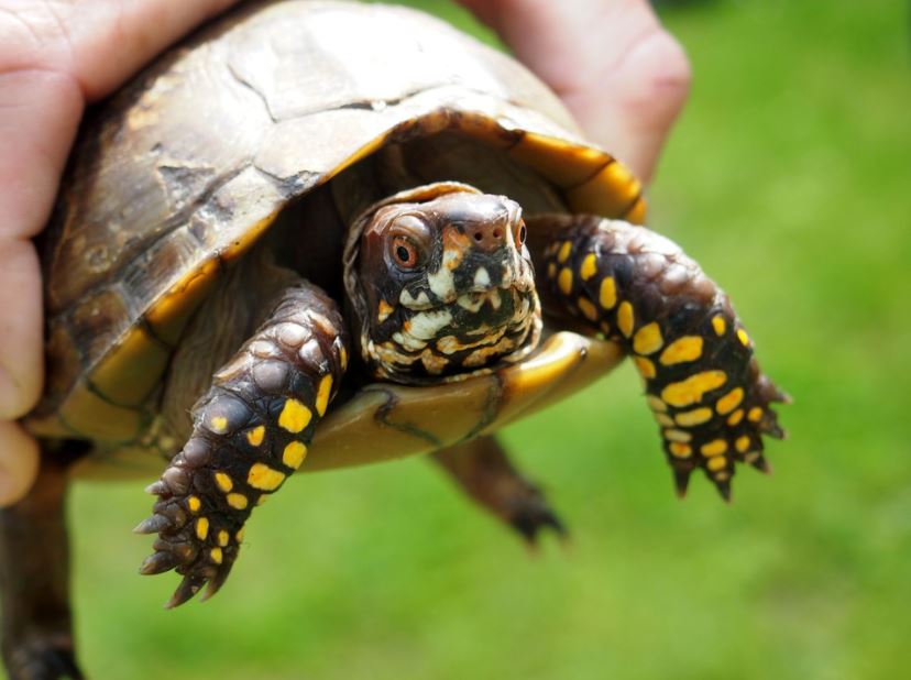 Top 10 Tortoise Species That Make Wonderful Pets Tortoise