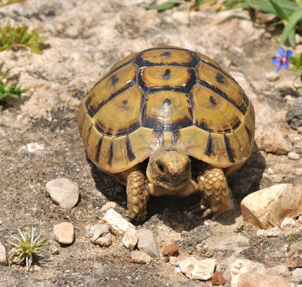 Top 10 Tortoise Species That Make Wonderful Pets