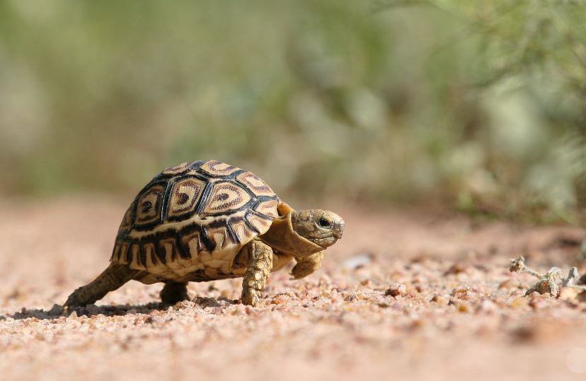 Top 10 Tortoise Species That Make Wonderful Pets Tortoise