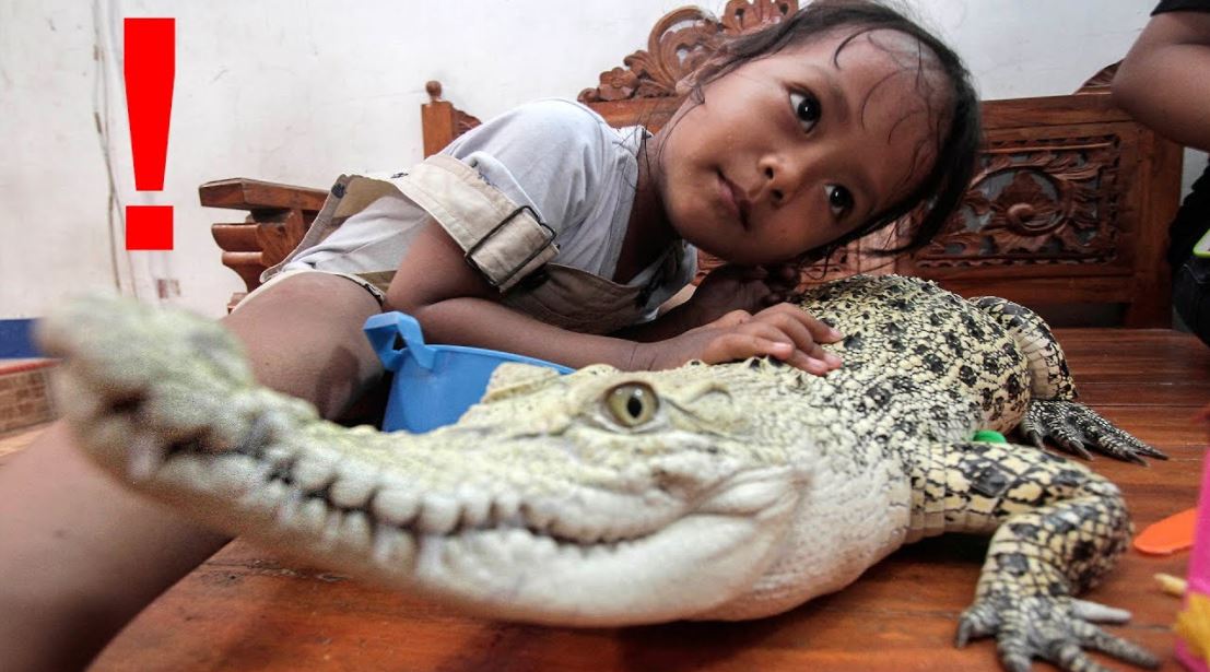 Top 10 Most Unusual Pet You Have Dare to Own Pet Tips