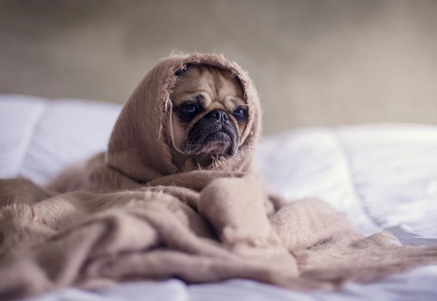 Top Best Dogs For Small Apartments and Homes