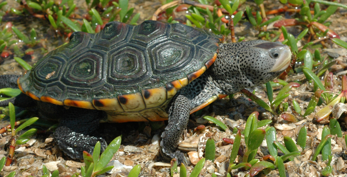 7 pet turtle breeds that can make good companions for your kids