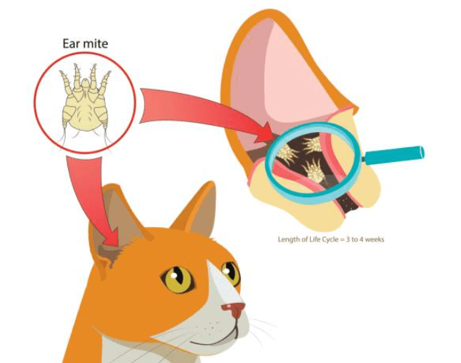 Common skin problems in cats and effective treatments to cure them quickly