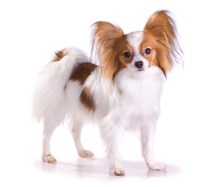 Papillon PetSecure
