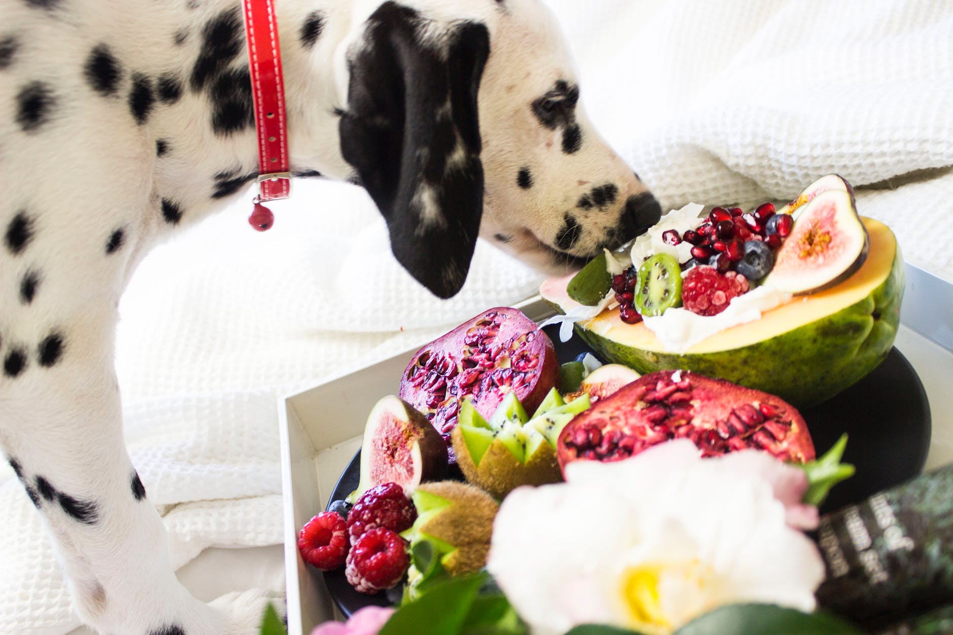 What fruit can I feed my dog? PetSecure