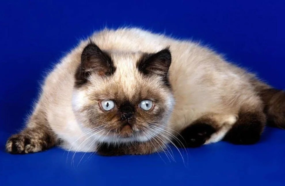 Top 10 Basic House Cat Breeds PetsFoto