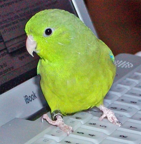 Top 10 Best Kind Of Pet Parrots PetsFoto