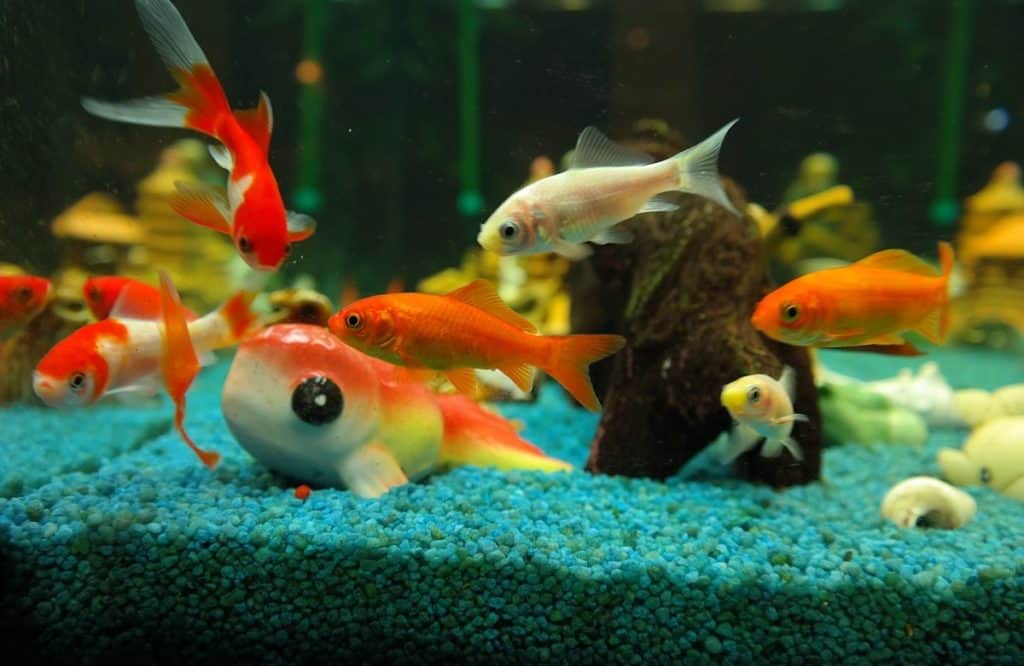How Many Goldfish In A 20 Gallon Tank? Pets Gal