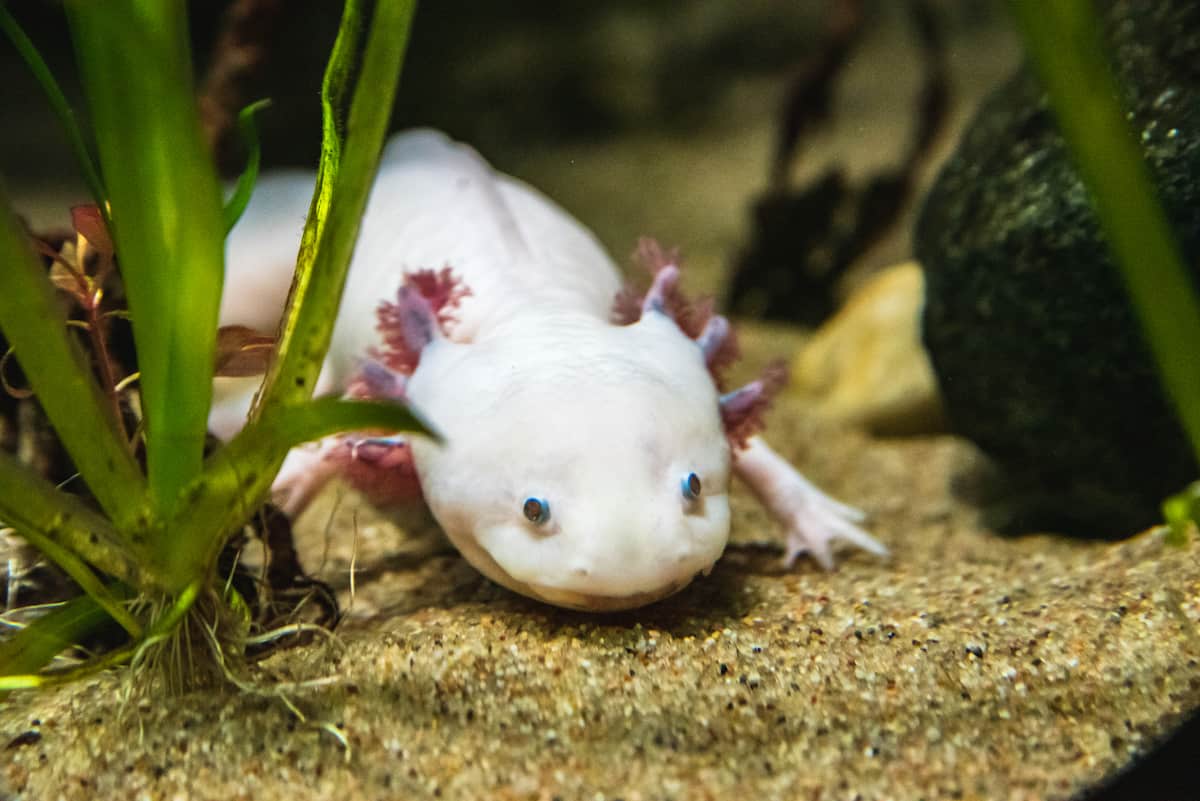 Can Axolotls Live With Fish? Pets Gal