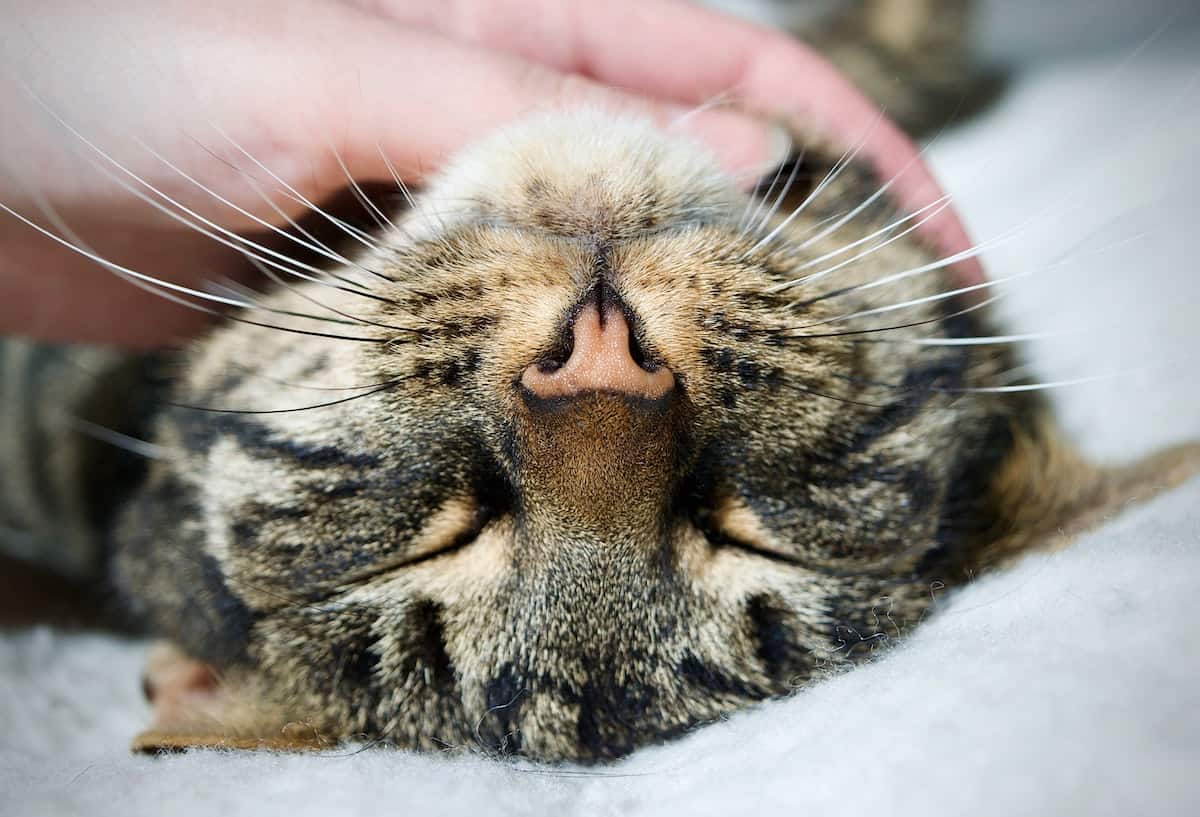 How Many Whiskers Do Cats Have Pets Gal