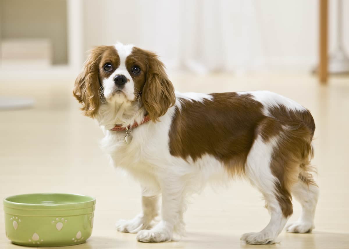 Can Dogs Have Grape Jelly? Pets Gal