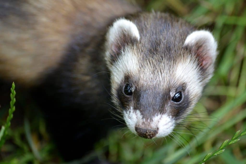 How Big Do Ferrets Get? Pets Gal