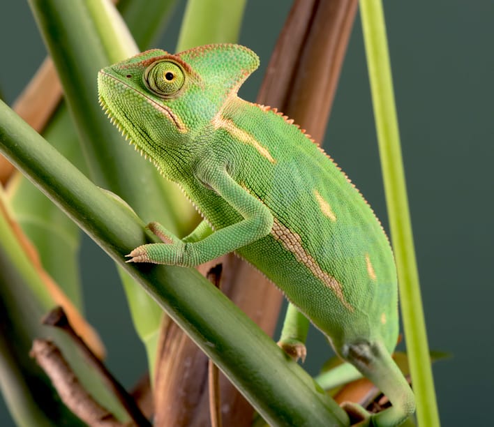 How to choose a chameleon over the beard as a pet