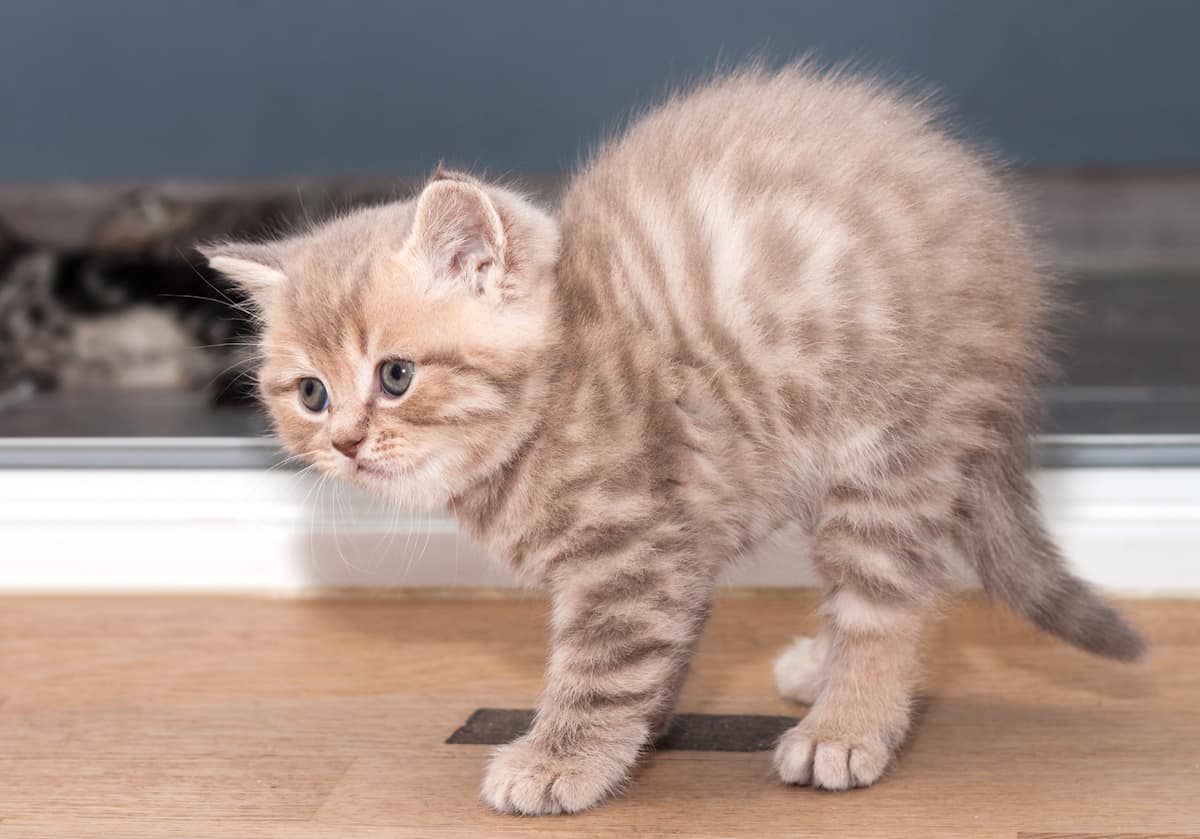 Why Do Cats Run Sideways Pets Gal