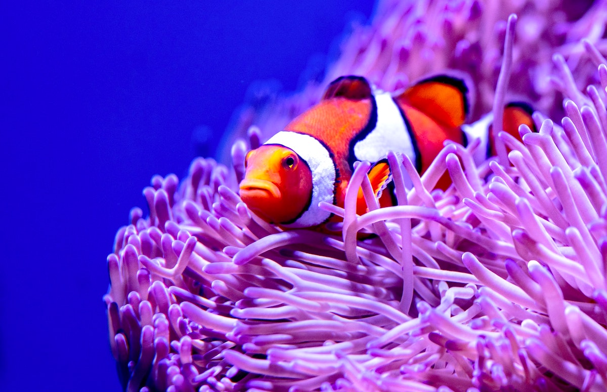 How Do Clownfish Sleep? Pets Gal