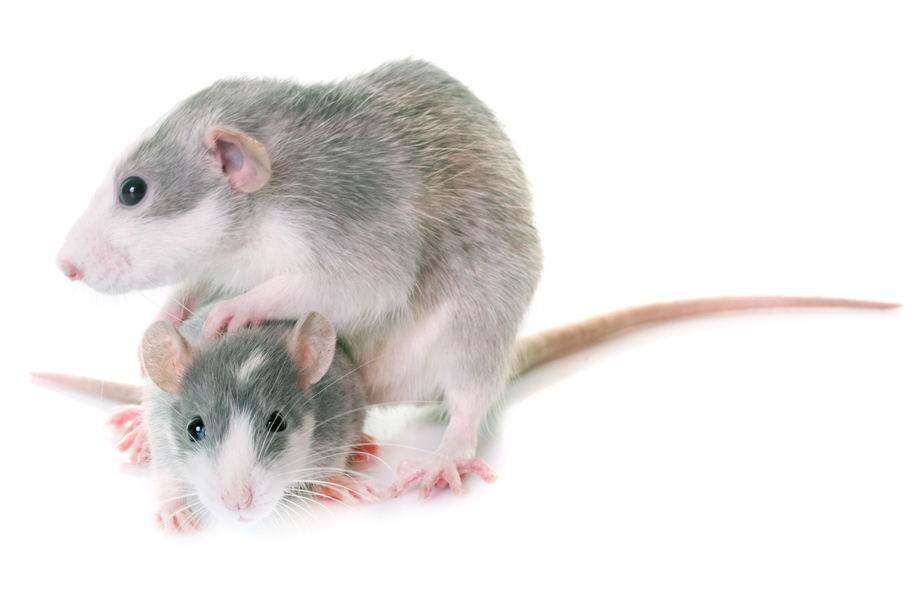 Husky Rats Pictures And Everything You Need To Know Pets Gal