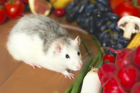 Can Rabbits Eat Dates? What You Should Know Pets Gal