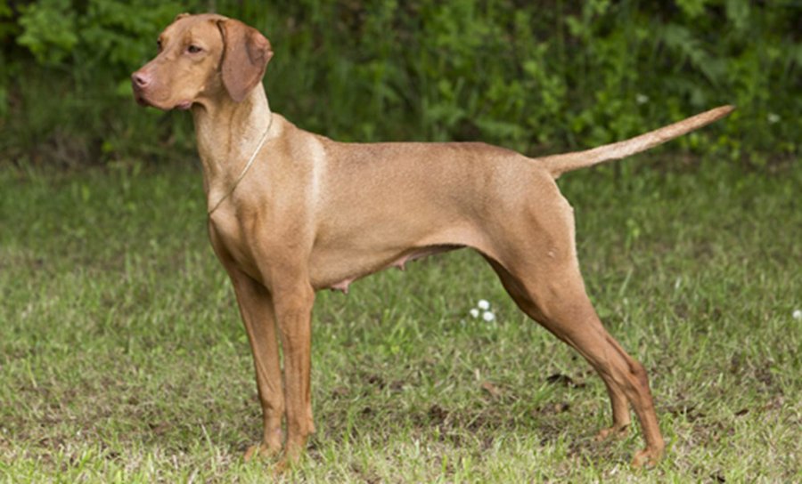 Most Popular Bird Dog Breeds You'll Adore PetsGuided