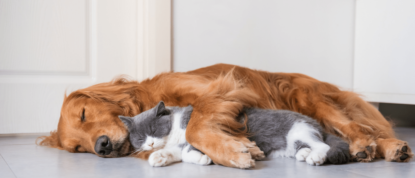 to the Pet Shampoo Database