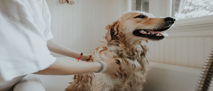 Water In Dog’s Ear How To Get Water Out Of a Dog’s Ear