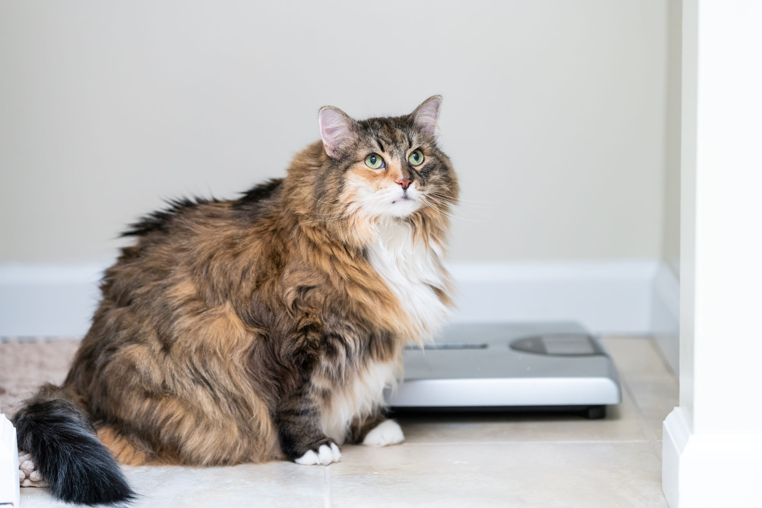 Is My Cat Overweight? Pet Shield Insurance