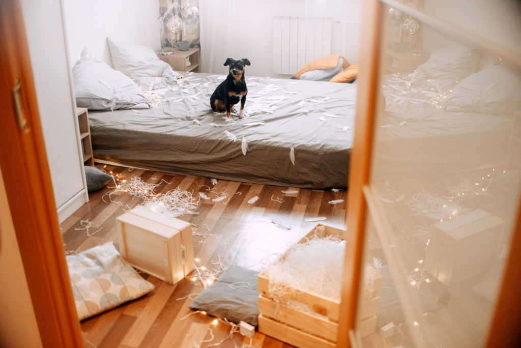 Does My Property Insurance Cover Damage Caused by Pets? Pet Shield
