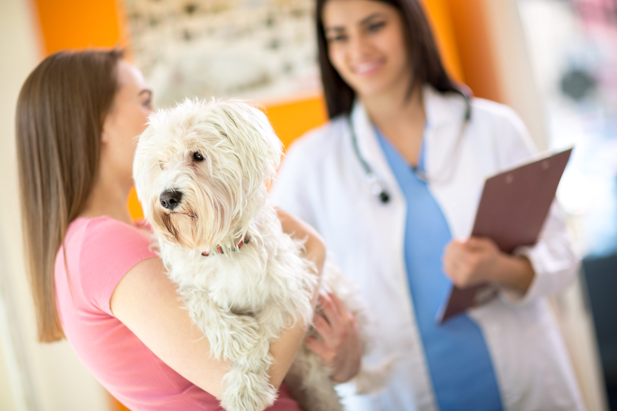 Signs You Should Take Your Dog to the Vet Pet Shield Insurance
