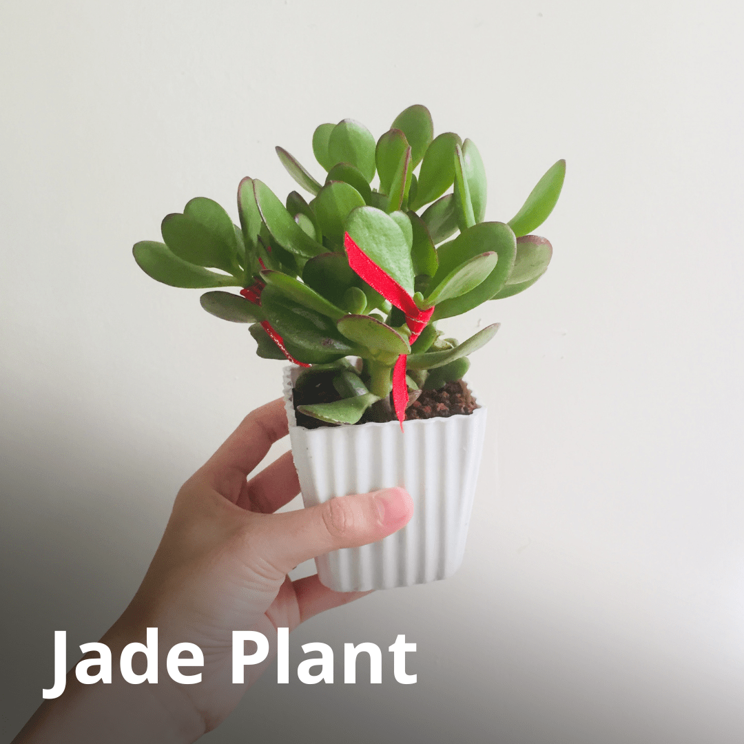 Are These Common Houseplants Pet Safe? Pet Shield Insurance