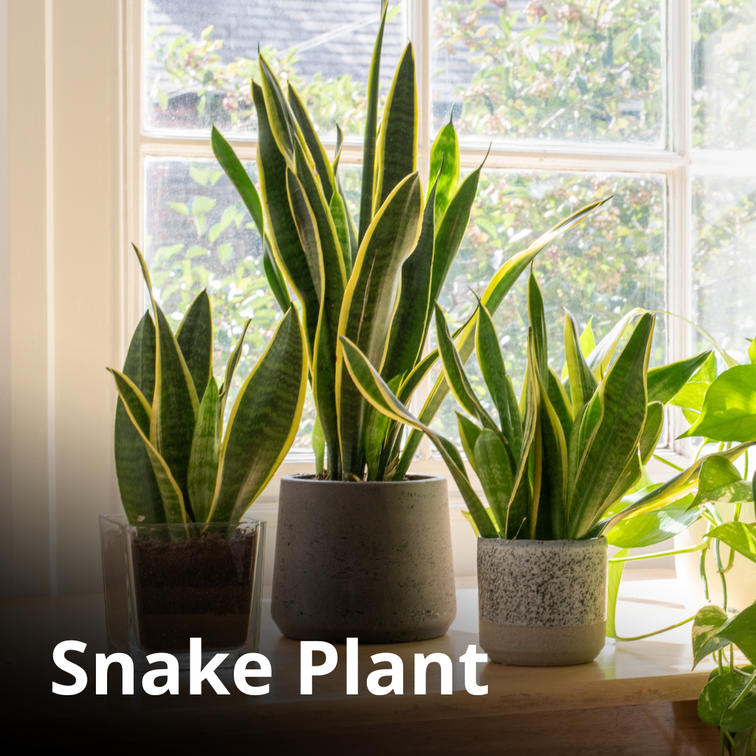 Are These Common Houseplants Pet Safe? Pet Shield Insurance