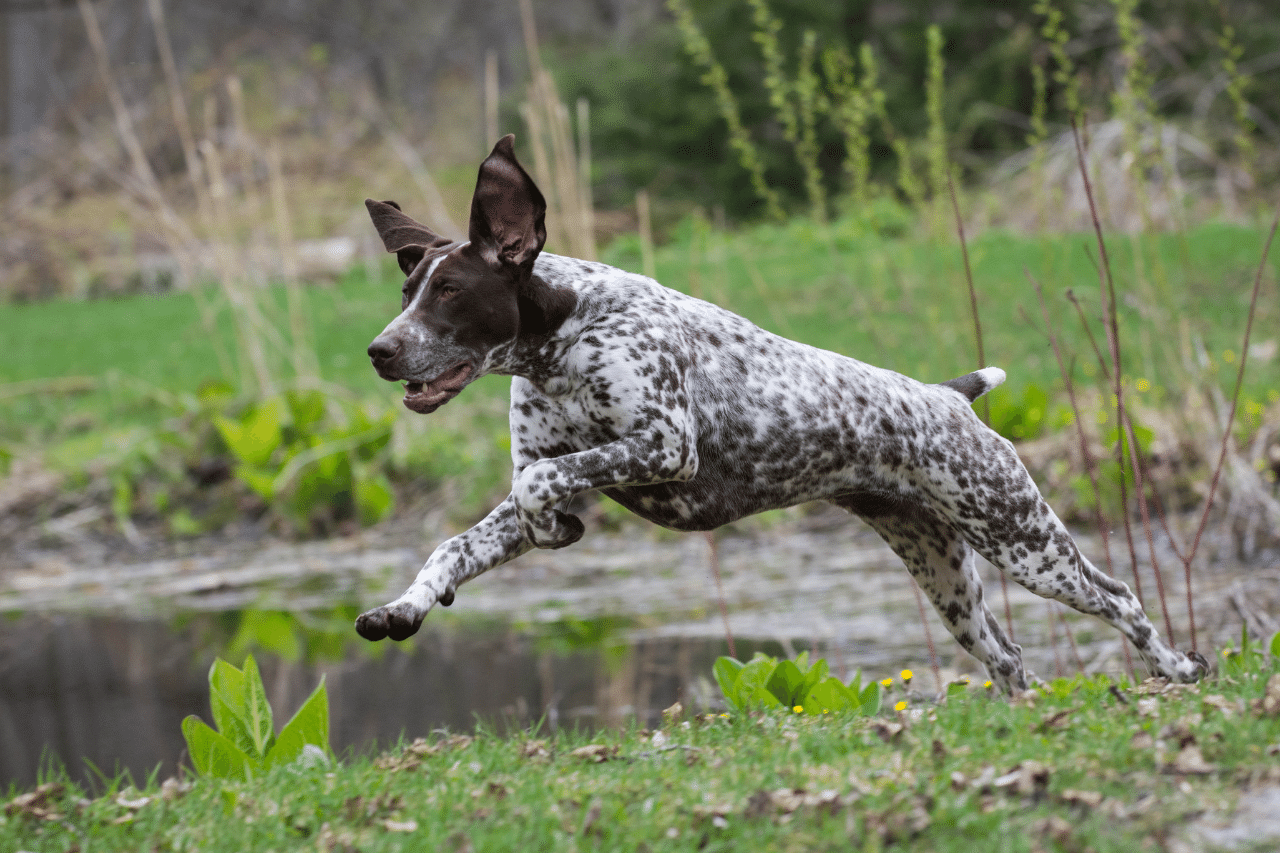 Hunting Dog Names For Pointers 93+ Ideas [Male&Female]