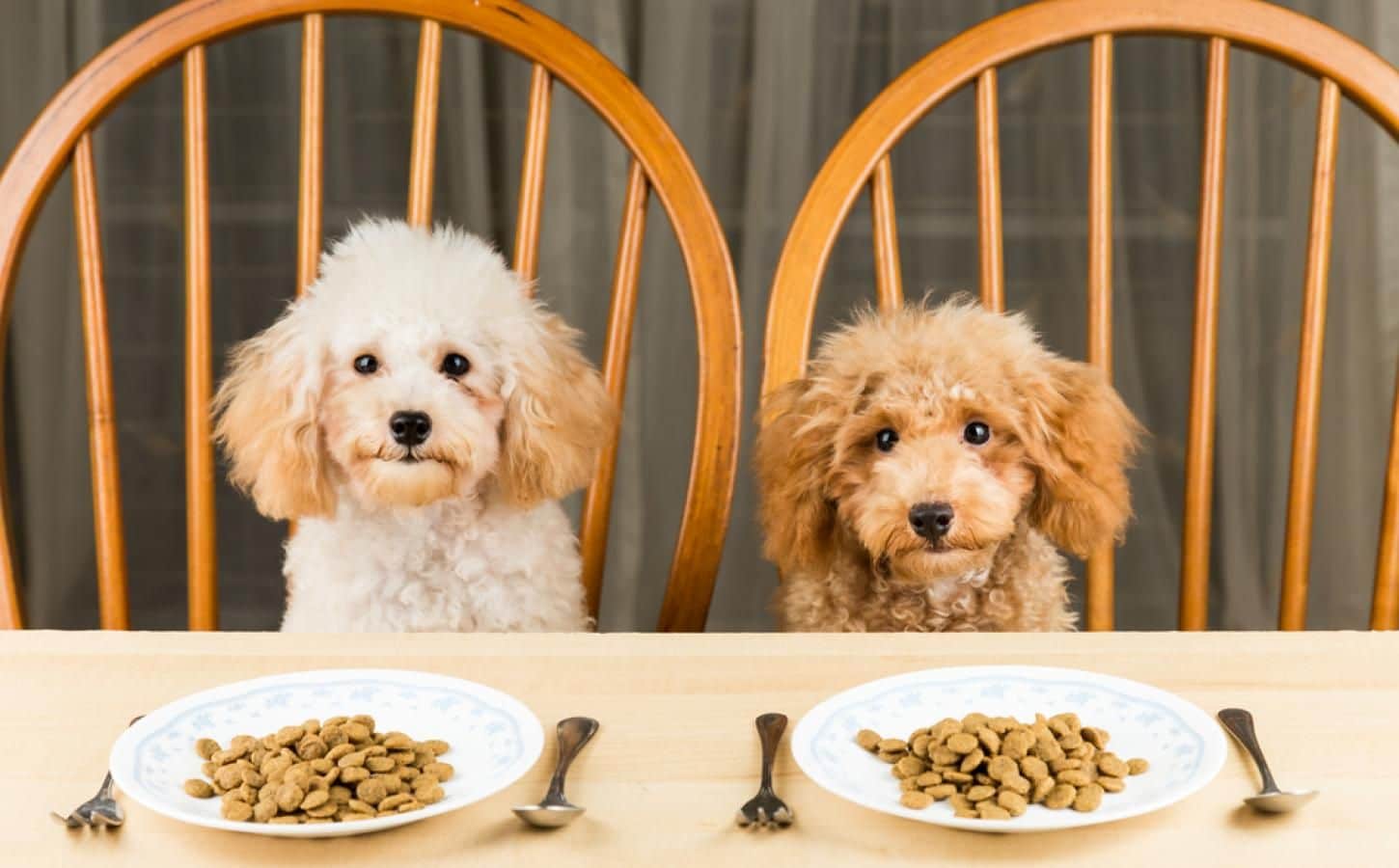 What To Consider Before Purchasing Pet Foods Online? Pet Shops Guide Blog