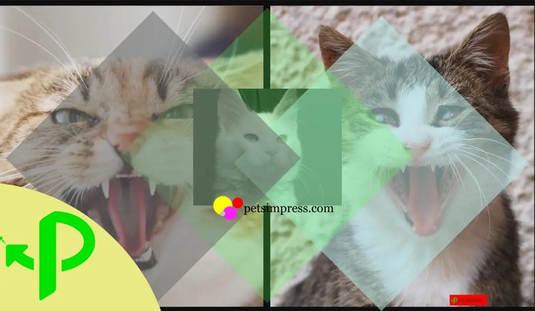 How To Deal With An Aggressive Cat » Pets Impress 2024