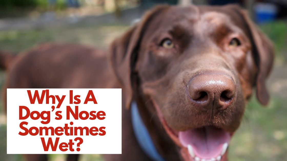 Why Is A Dog’s Nose Sometimes Wet? And Should You Be Worried?