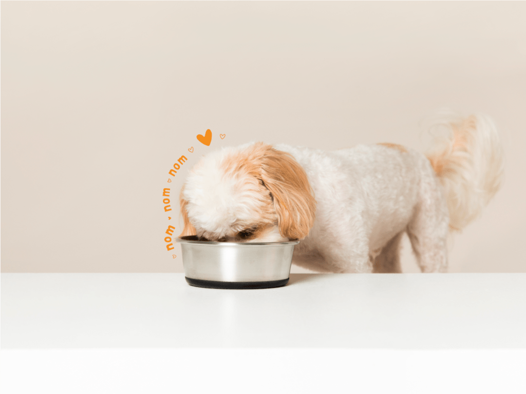 Top Tips For Finding The Perfect Food To Feed Your Dog