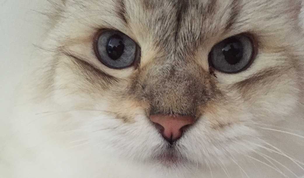 Pet Sitting Jupiter, FL & Tequesta, FL Furry Godmother Pet Sitting, LLC