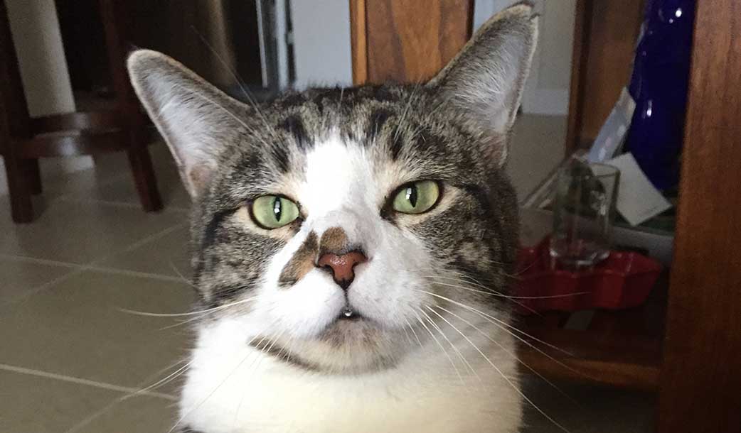 Pet Sitting Jupiter, FL & Tequesta, FL Furry Godmother Pet Sitting, LLC