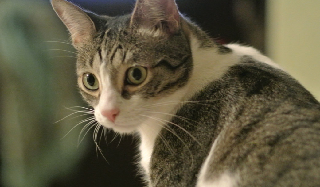 Pet Sitting Jupiter, FL & Tequesta, FL Furry Godmother Pet Sitting, LLC