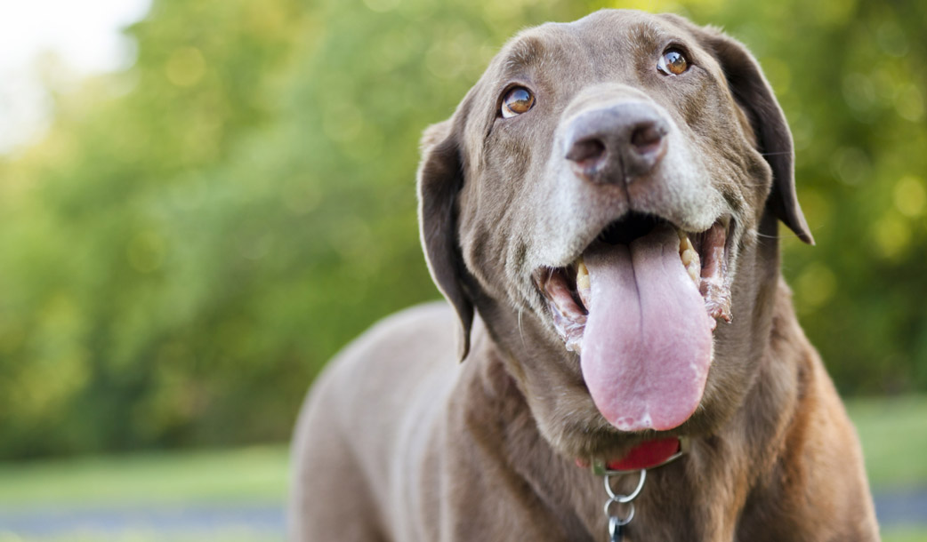 Pet Sitting Jupiter, FL & Tequesta, FL Furry Godmother Pet Sitting, LLC