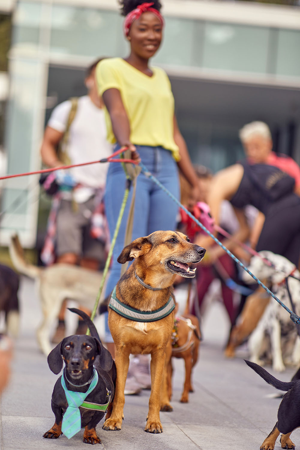 PetSitUSA Locate Pet Sitters, Dog Walkers, Daycare in USA