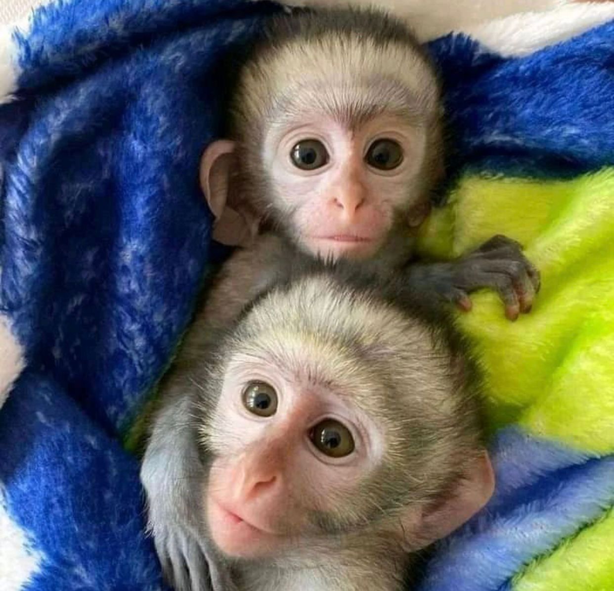 Female & Male Capuchin monkeys ready for sale